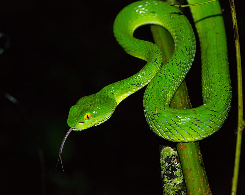 Green large eyed Pit Viper Snake,... Ultra, Animals, Reptiles & Frogs, Nature, Wild, Asia, Forest, Amazing, Thailand, Snake, reptile, wildlife, fauna, reptilia, venomous, BeautifulNature, BeautifulWorld, NaturalWorld, PitViper, LargeEyedPitViper, GreenPitViper., TrimeresurusMacrops, HD wallpaper