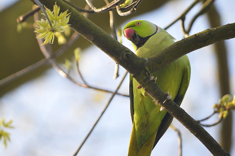 rose-ringed parakeet, parrot, bird, beak, branch, green, HD wallpaper