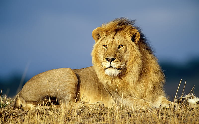African Lion, african, nature, bonito, sky, cats, lion, animals, africa, HD wallpaper