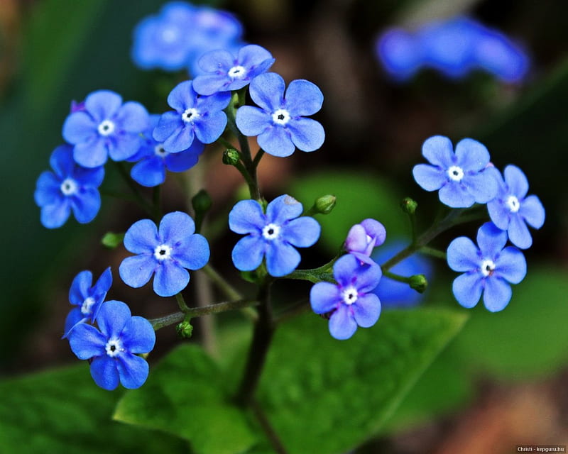 No me olvides, color, naturaleza, azul, flor, Fondo de pantalla HD | Peakpx