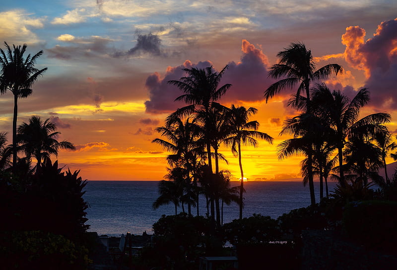 palm trees, sunset, ocean, clouds, night, tropics, HD wallpaper