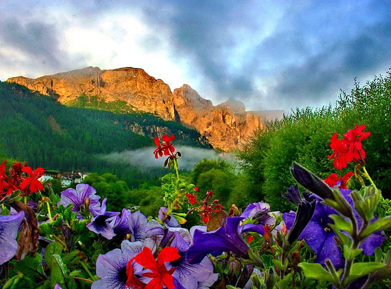 Mountain flowers, colorful, glow, bonito, clouds, fog, mountain, nice, cliffs, wildflowers, peaks, flowers, dolomites, hills, lovely, fresh, greenery, sky, trees, mist, slope, nature, HD wallpaper