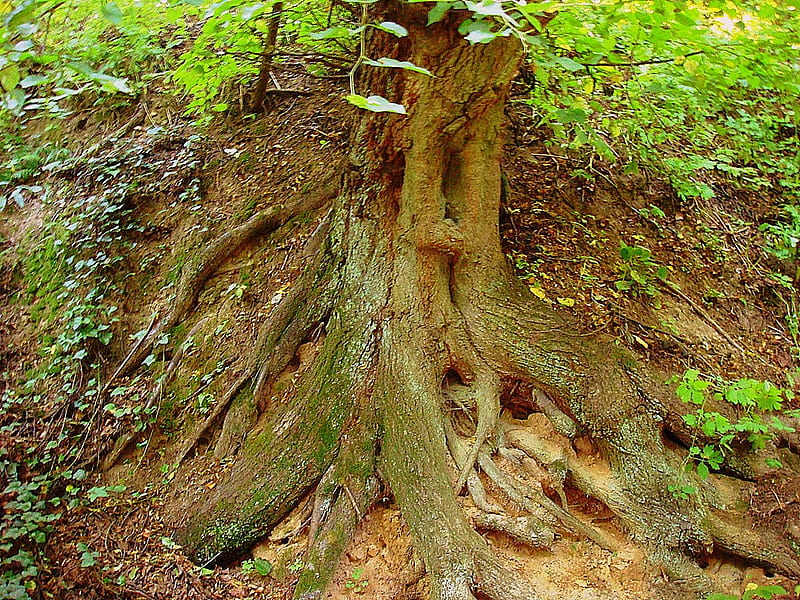 Pata de pájaro, naturaleza, raíces, árboles, verde, Fondo de pantalla HD |  Peakpx