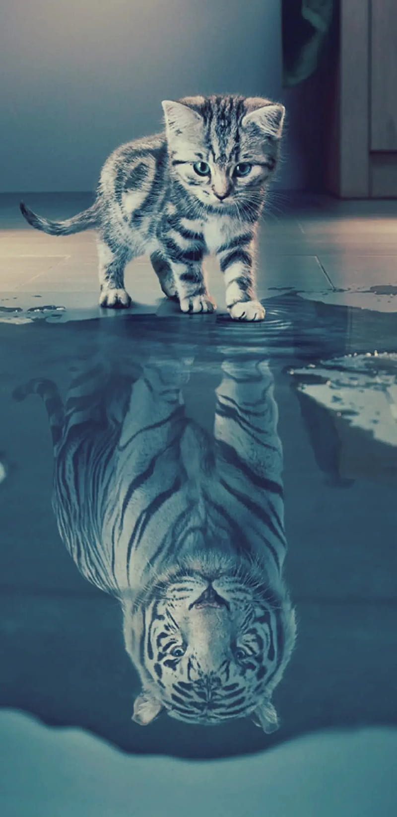 Tiger reflects , cats, tiger, tigers, white, wild, HD phone wallpaper