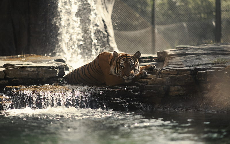 tiger, predator, waterfall, lake, wild animals, HD wallpaper