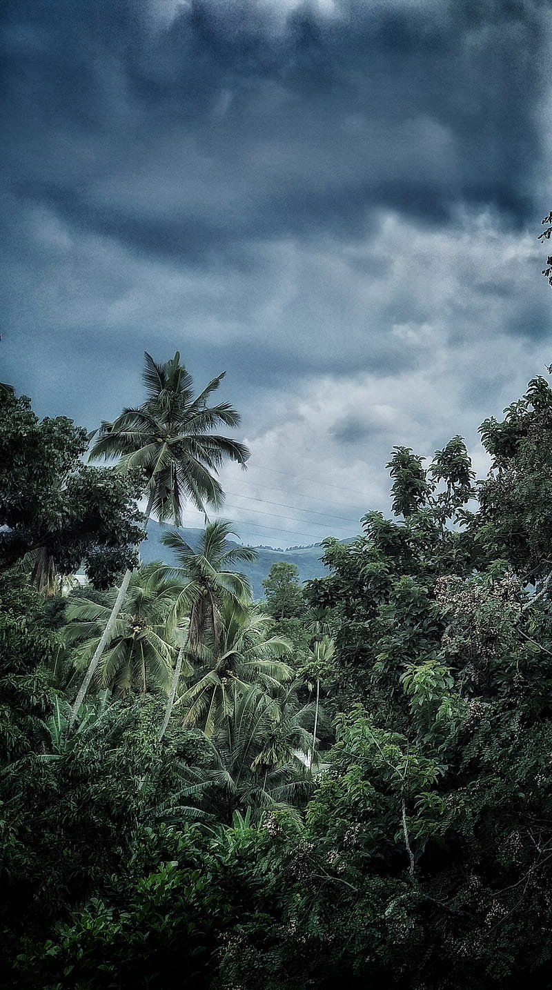 Nature, rain, forest, tree, dark, cloud, HD phone wallpaper | Peakpx