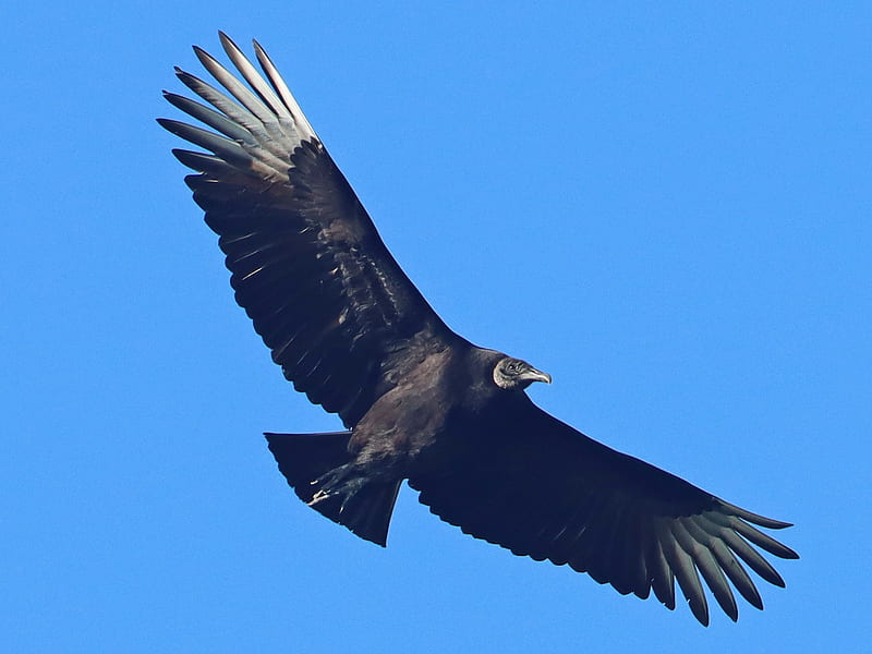 Black Vulture, HD wallpaper