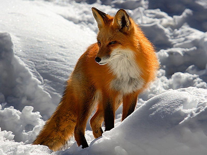 Red-Fox, red, bonito, fox, HD wallpaper