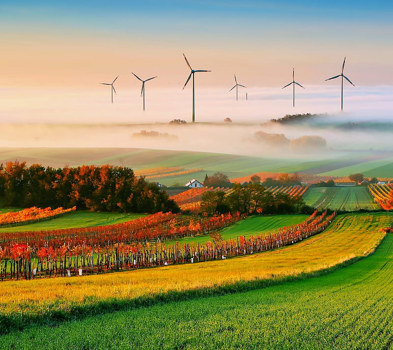 fields, farms, fog, trees, windmills, HD wallpaper