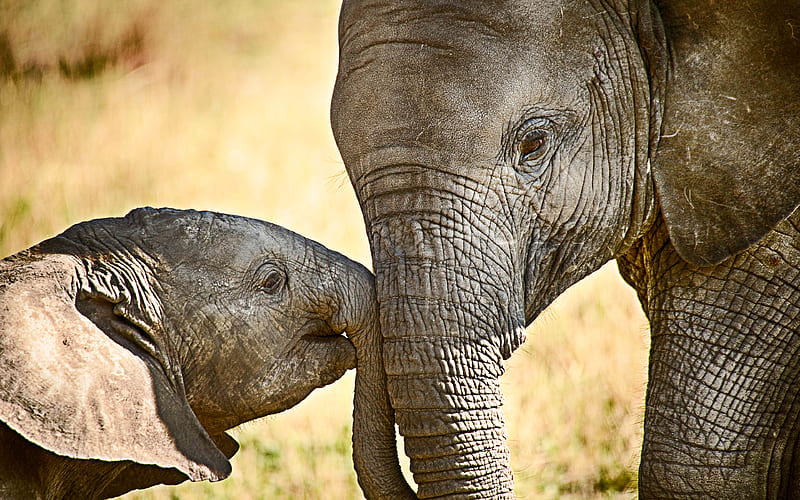 little baby elephant, mom and cub, wildlife, elephants, Africa, HD wallpaper
