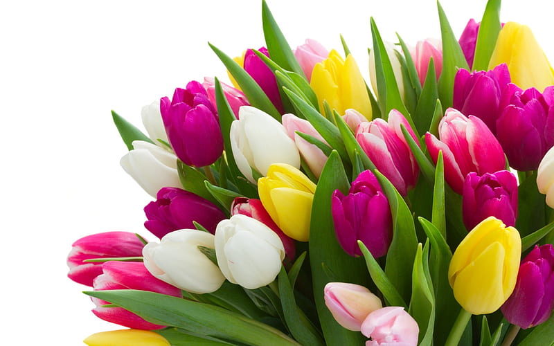 bouquets of flowers, tulips, a large bouquet, HD wallpaper