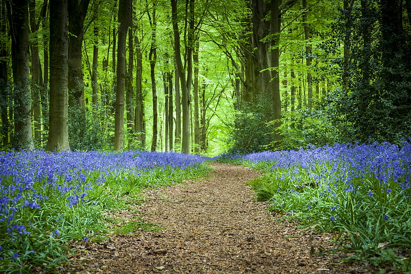 forest, path, flowers, spring, HD wallpaper