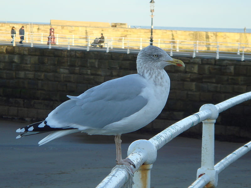 I'm all that!, proud, england, seaside, whitby, gull, HD wallpaper