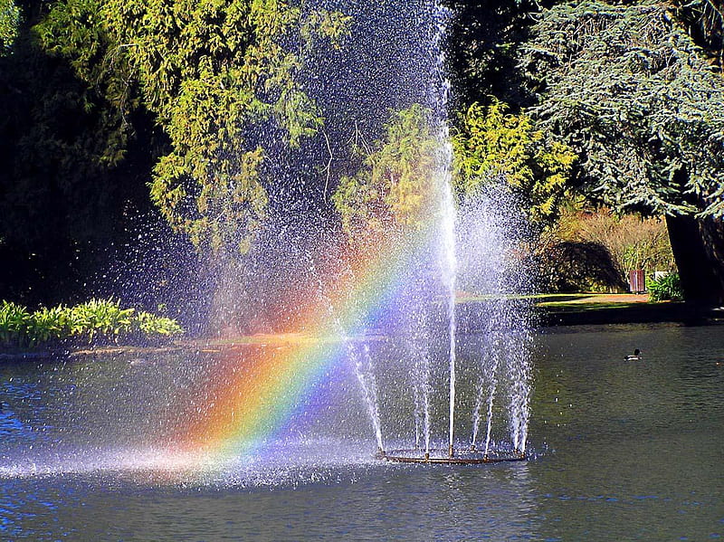 Rainbow, nature, water, trees, sprinkler, HD wallpaper