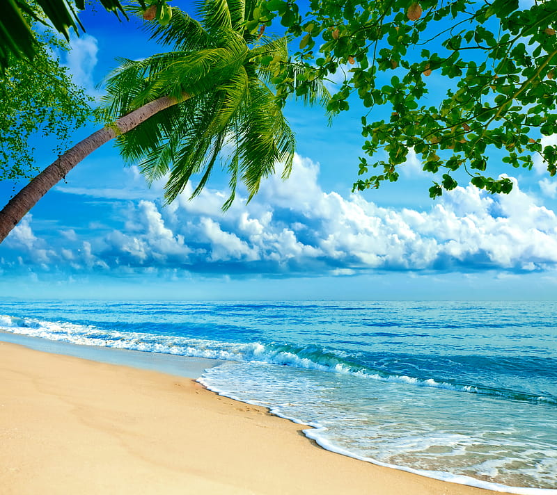 Beautiful Beach, beach, ocean, palm trees, HD wallpaper