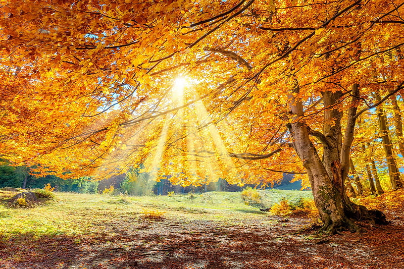 Autumn landscape, forest, fall, glow, sun, autumn, sunlight, golden, sunny, park, bonito, tree, rays, big, sunshine, meadow, HD wallpaper