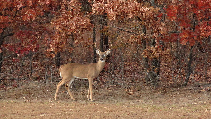 Virginia Deer Deer, HD wallpaper