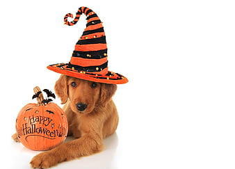Halloween Chihuahua Stock Photos and Images  123RF