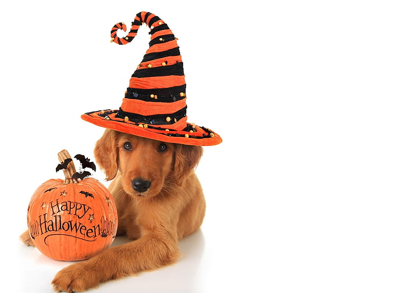 :), cute, orange, halloween, caine, paw, hat, dog, puppy, pumpkin, HD wallpaper