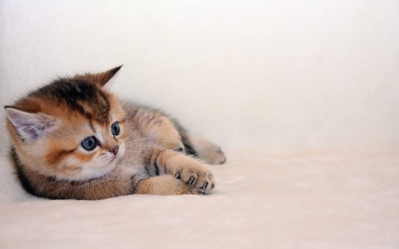 Cute Kitten, stripes, legs, ears, cat, animal, cute, kitten, eyes, fur ...