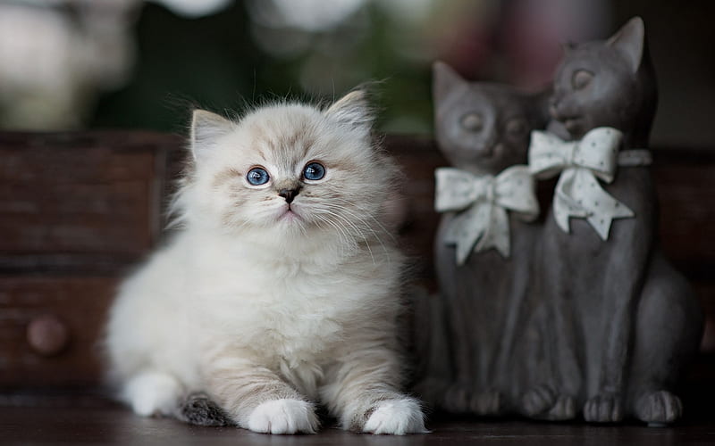 Ragdoll, little white fluffy kitten, cute little animals, cats, pets, cute kittens, HD wallpaper