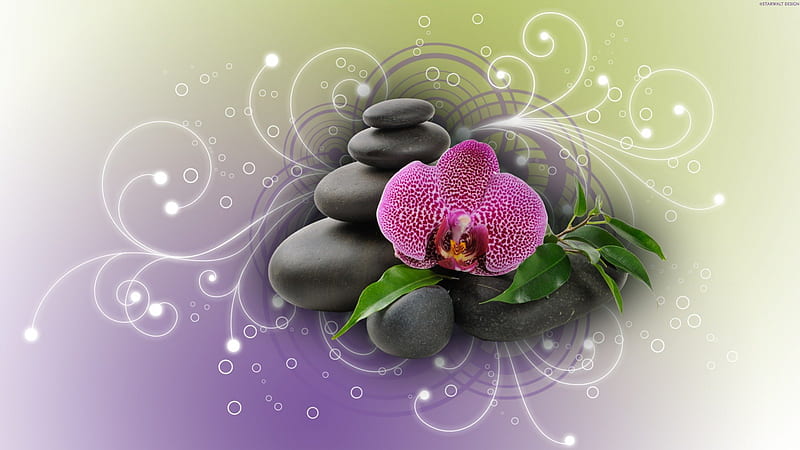 ✼.Orchid and Stones Tranquil.✼, pretty, colorful, silent, designs, bonito, creation, digital art, sweet, leaves, stones, bright, vector art, pink flowers, lovely, colors, cute, tranquil, cool, mixed media, orchid, style, HD wallpaper