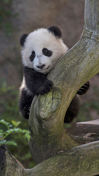 Panda, cute, HD phone wallpaper | Peakpx