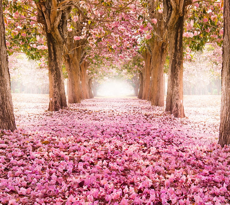 Flower road, pink, flowers, HD wallpaper