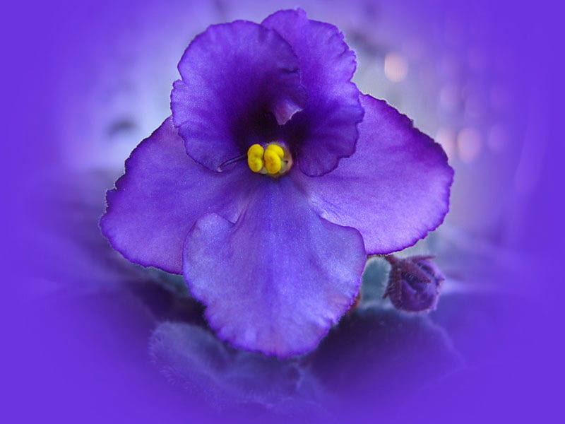 Purple Iris fom Top, purple, flower, nature, soft, petals, abstract, top, iris, HD wallpaper