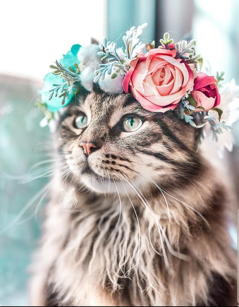 Flower Crowned Cat, animals, beautiful cat, belle night, cat, flowers, natural beauty, nature, HD phone wallpaper