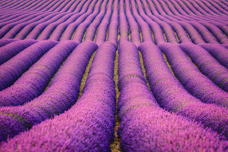 Lavenders Field, field, nature, graphy, HD wallpaper