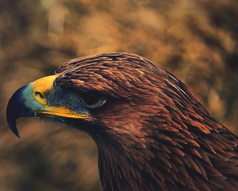 eagle, birds, brown, falcon, HD wallpaper