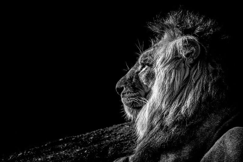 Lion, profile, bw, HD wallpaper | Peakpx