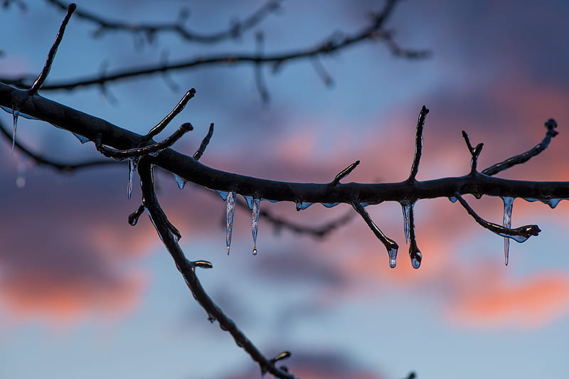 Frozen Ice Melting On Tree Branch , ice, tree, branch, frozen, HD wallpaper