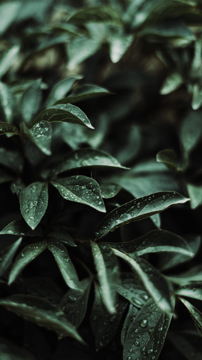 Green leaves with water droplets, HD phone wallpaper | Peakpx