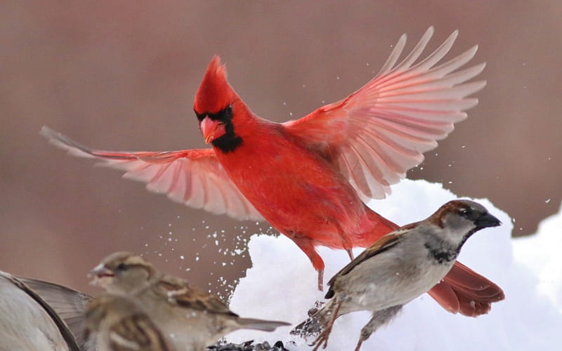 Winter Birds, wings, snow, birds, sparrow, red cardinal, animal, winter, HD wallpaper