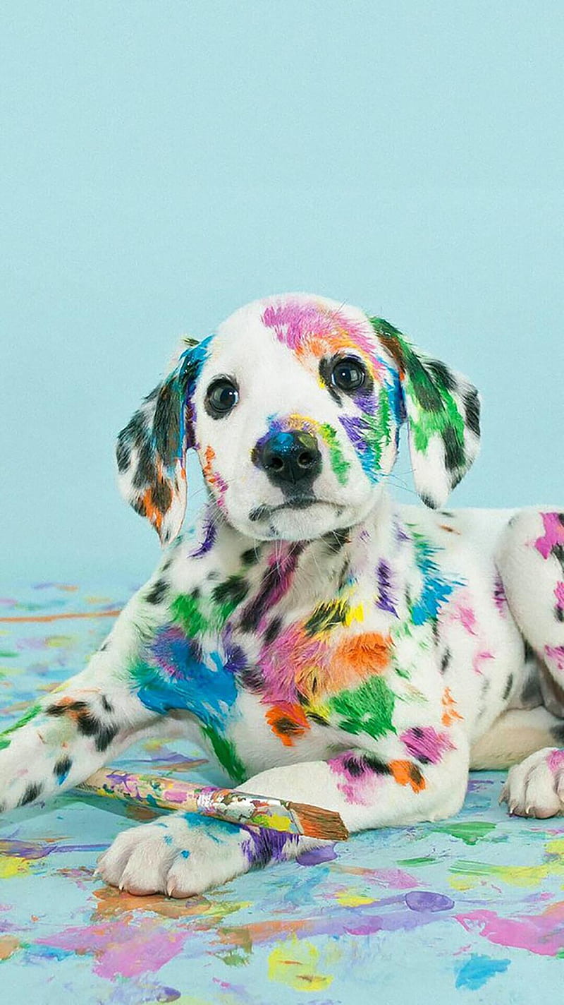 Dalmata Color, cucciolo, icio, HD phone wallpaper