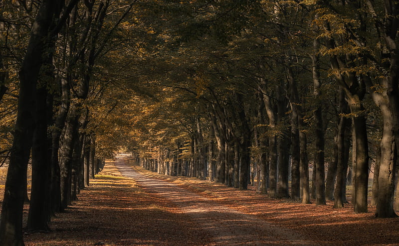 Trees Along the Road, Autumn Ultra, Seasons, Autumn, Landscape, Scenery, Leaves, Road, Arch, Along, Fall, Tunnel, Path, Countryside, trees lined up, trees row, HD wallpaper
