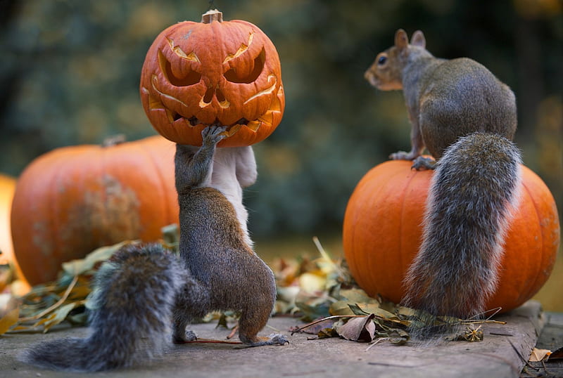 Some Halloween Fun, Fall, leaves, jack o lantern, squirrels, Autumn, pumpkins, HD wallpaper