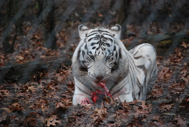 Free download white bengal tiger sweet white bengal tiger sweet white bengal  tiger [1024x768] for your Desktop, Mobile & Tablet, Explore 47+ Bengals  Wallpaper HD