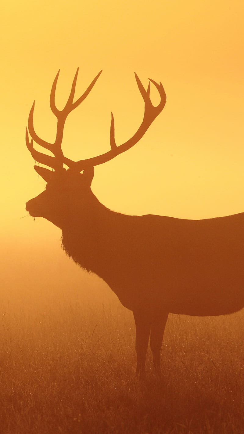 Deer, buck, bugle, elk, hunter, tail, truck, trucks, white, HD phone wallpaper