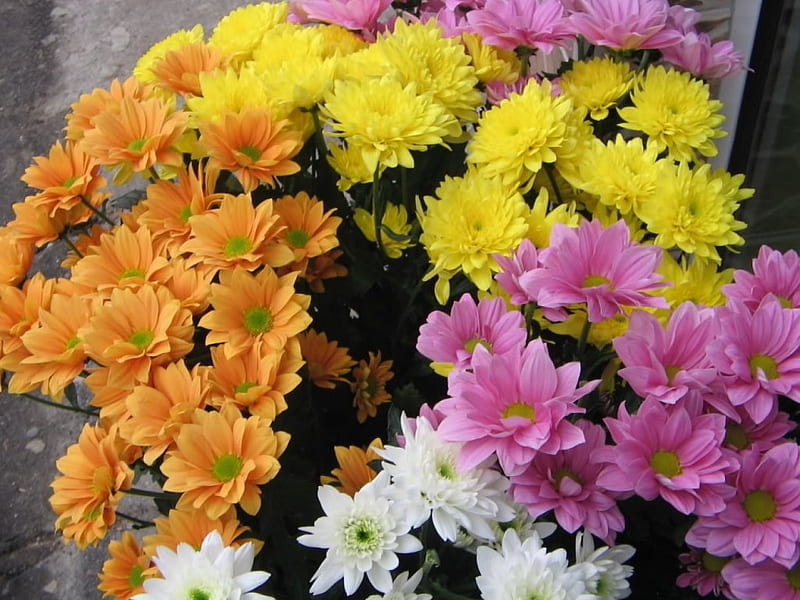 chrysanthemum, flower, colorful, autumn, HD wallpaper