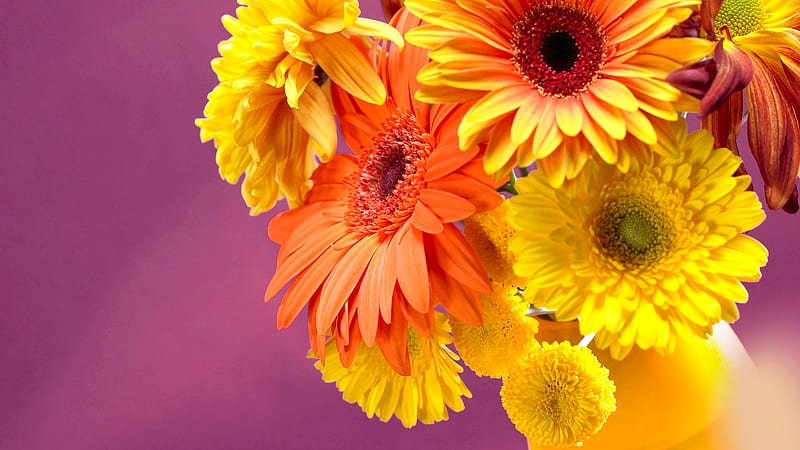 GERBERA DAISIES, YELLOW, PETALS, FLOWERS, ORANGE, HD wallpaper