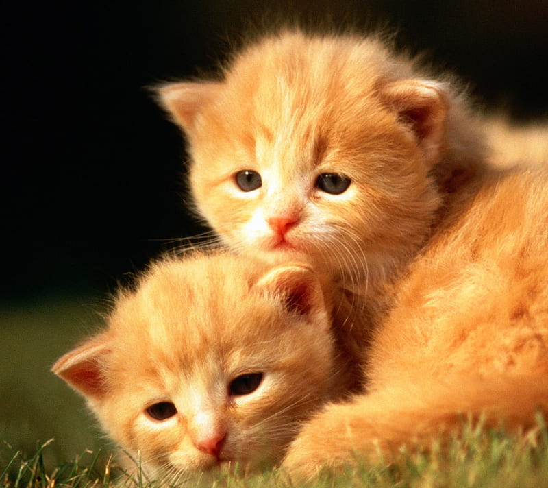 Cute Twins, cute, grass, ginger, bonito, kitten, twins, HD wallpaper