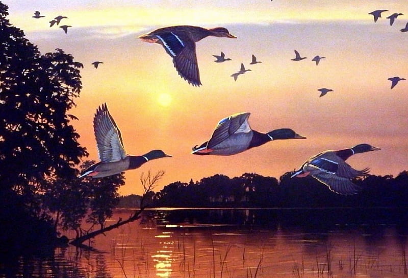 Minnesota Mallards, lakes, draw and paint, love four seasons, ducks, birds, sky, paintings, sunsets, nature, evening, animals, HD wallpaper