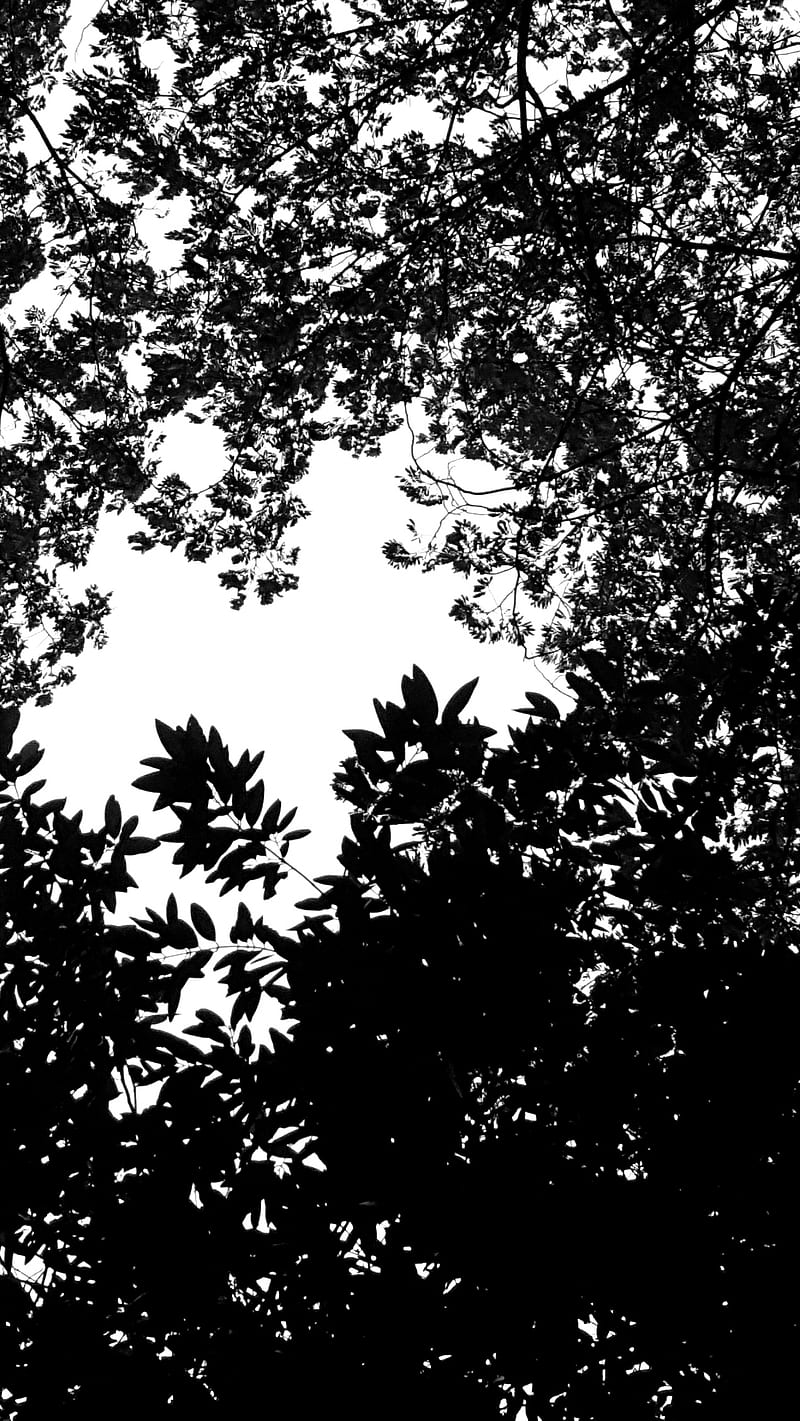 dark leaves, abstract, art, blackandwhite, branches, darkleaf, darkleaves, darklove, darktheme, leaf, whiteandblack, whitesky, HD phone wallpaper