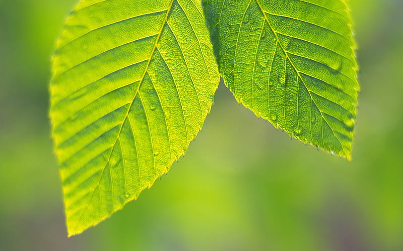 Two Green Leaves, HD wallpaper