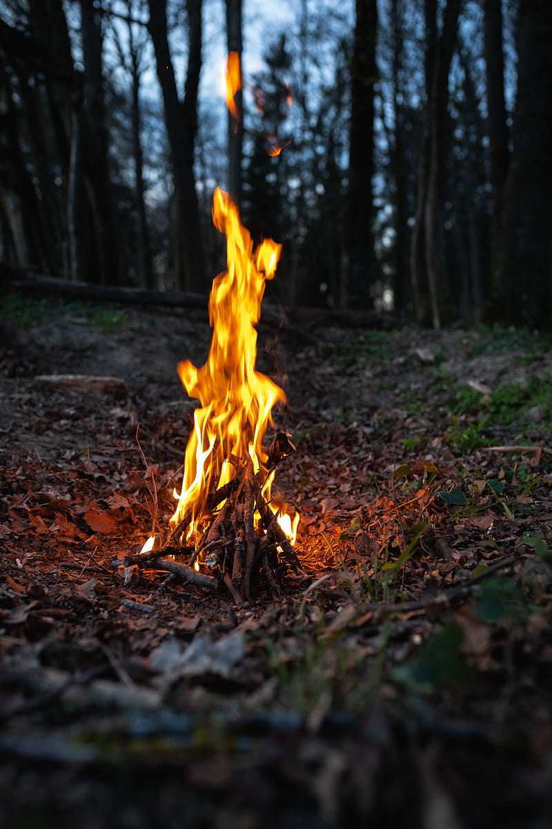 bonfire, fire, flame, forest, camping, HD phone wallpaper