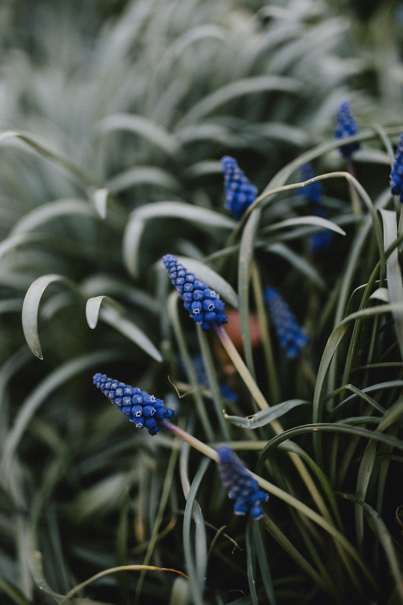 flower, macro, grass, blue, HD phone wallpaper