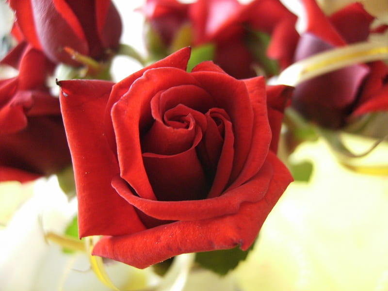 *** Rose ***, czerwona, kwiaty, nature, roza, HD wallpaper